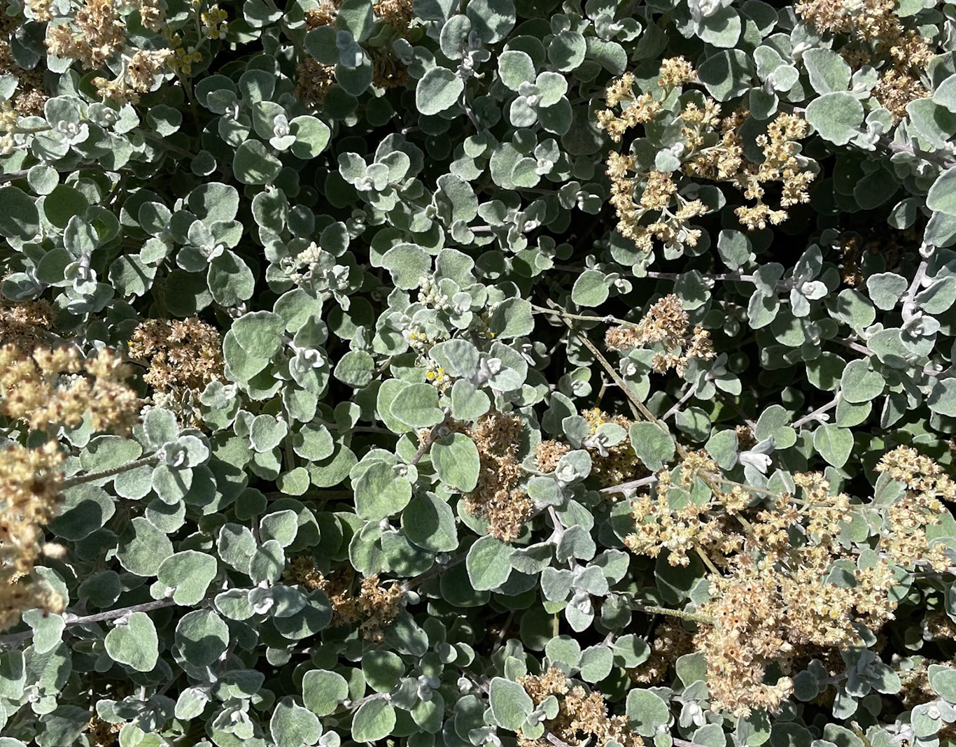 Silver-green fynbos leaves and small dried flowers