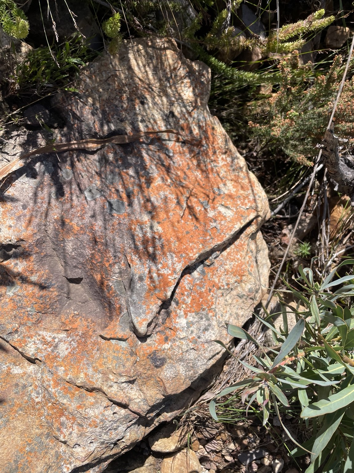 Orange lichen across fractured rock, with green foliage and fine shadows