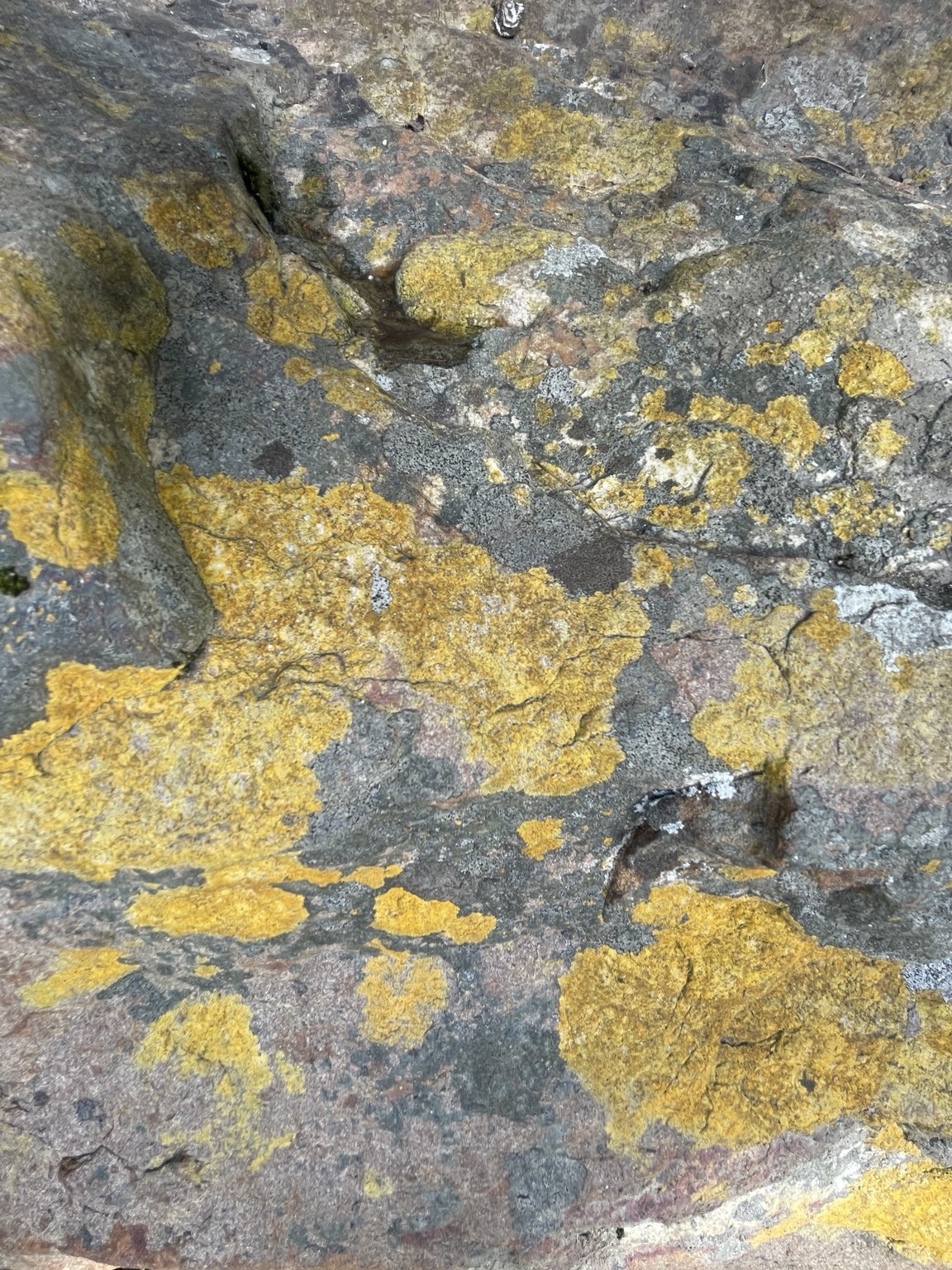Yellow lichen spreading in irregular patches across grey and reddish rock